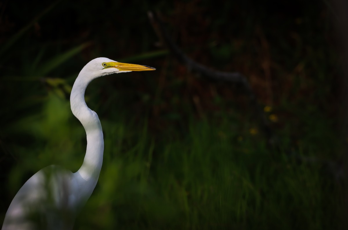 volavka bílá - ML640454886