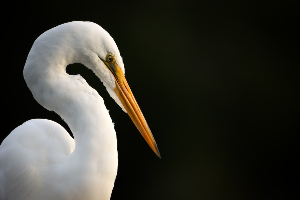 volavka bílá - ML640454887