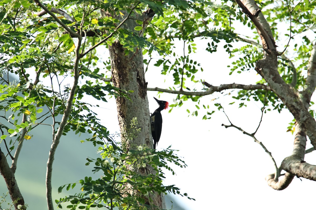 White-bellied Woodpecker - ML640454924