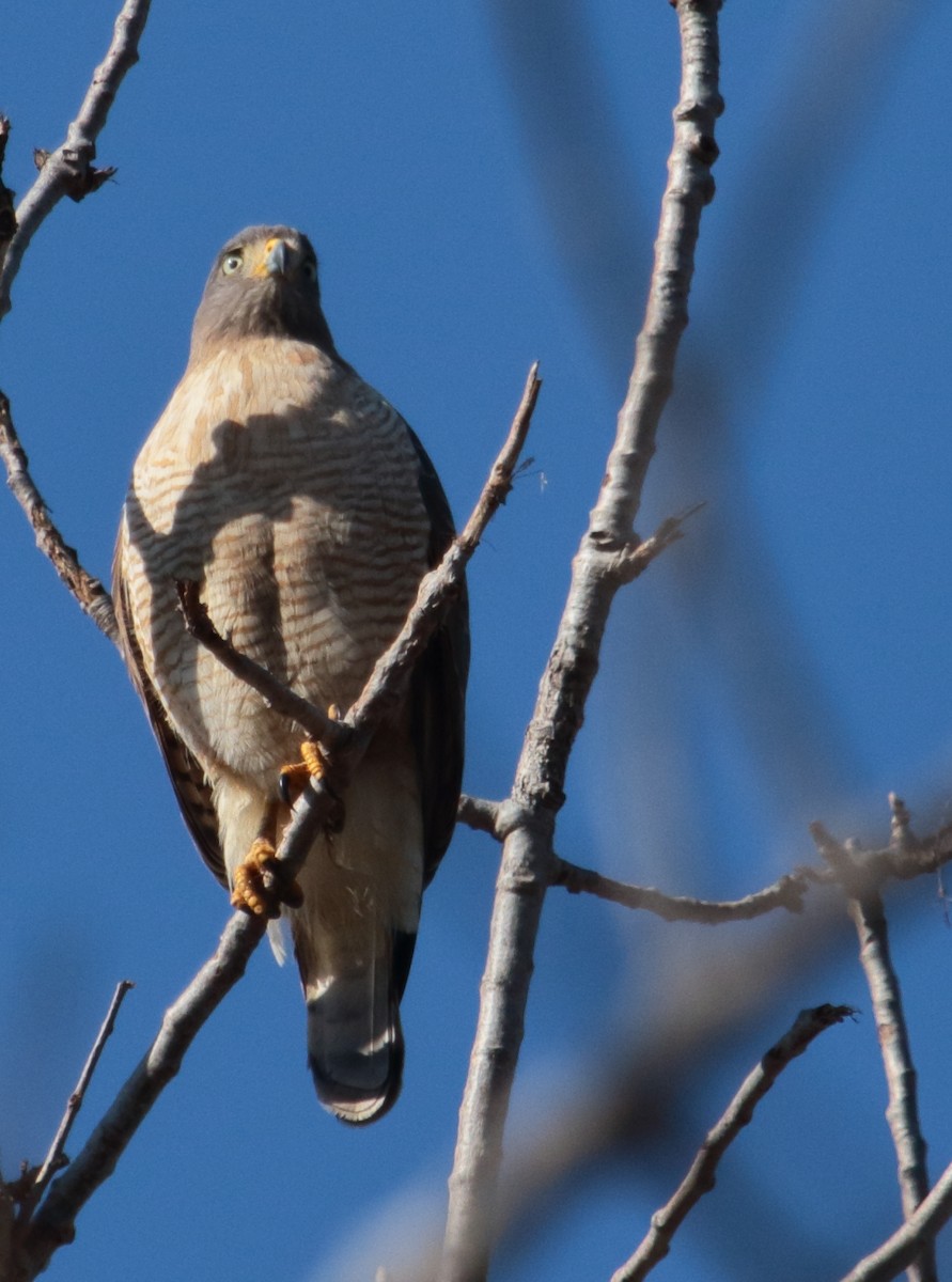 Roadside Hawk - ML640454931