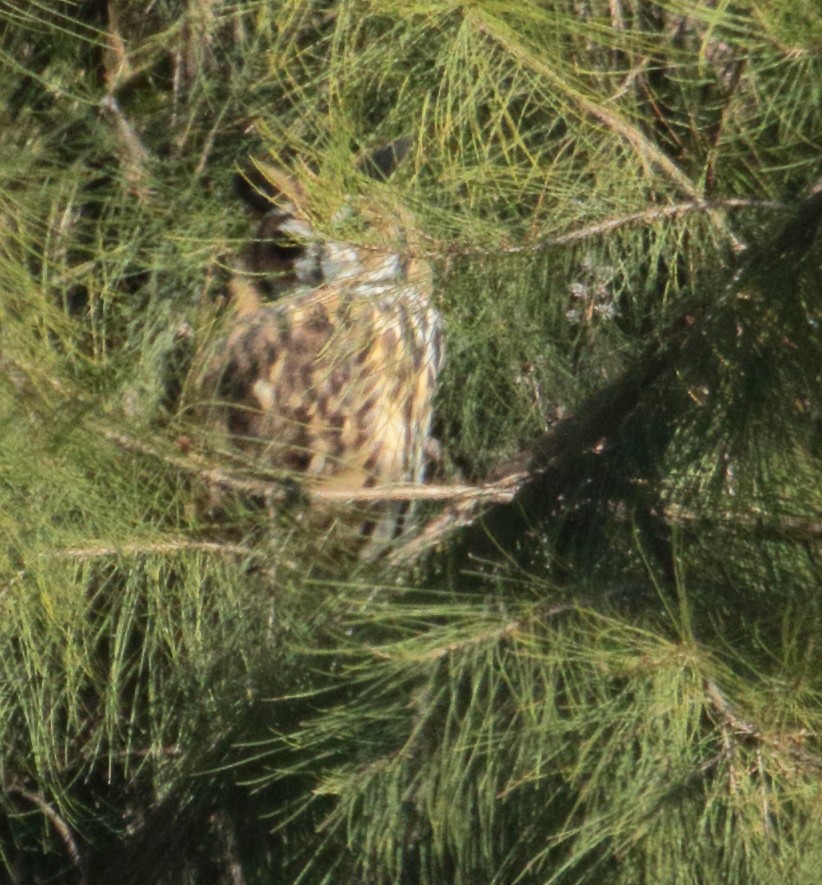 Striped Owl - ML640454934