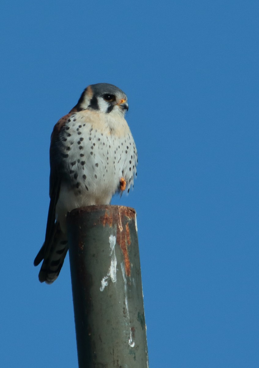 American Kestrel - ML640454941