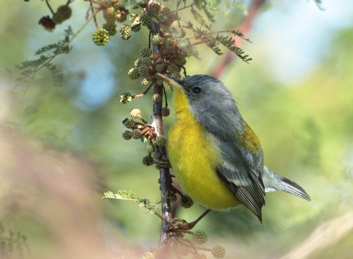 Tropical Parula - ML640454948