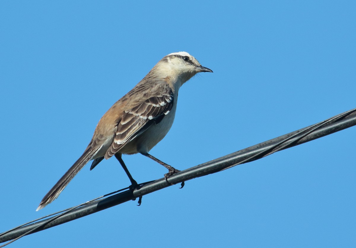 Chalk-browed Mockingbird - ML640454957