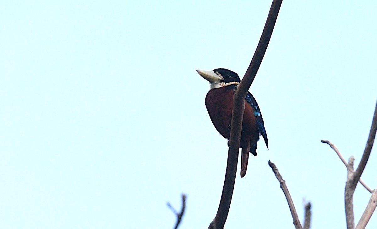 Rufous-bellied Kookaburra - ML640454961
