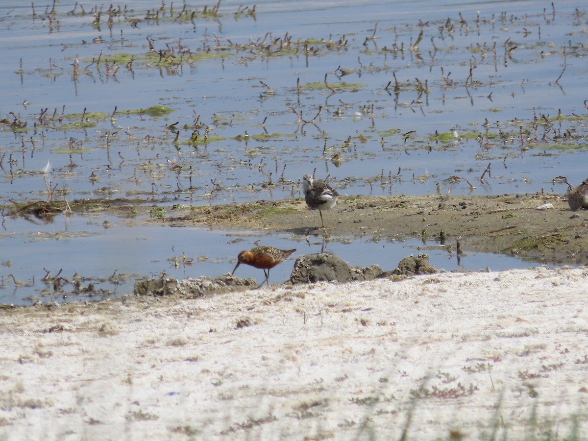 Curlew Sandpiper - ML640454974