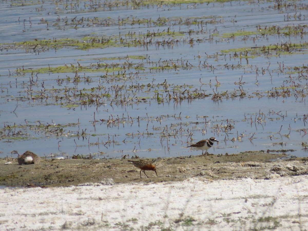Curlew Sandpiper - ML640454975
