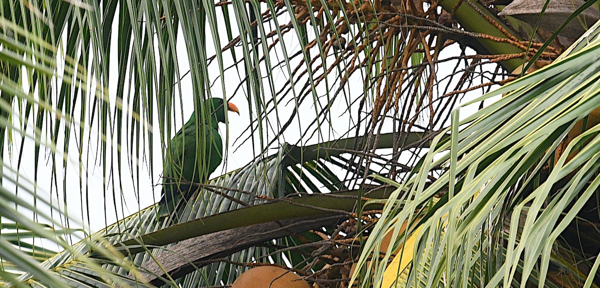 Papuan Eclectus - ML640454984