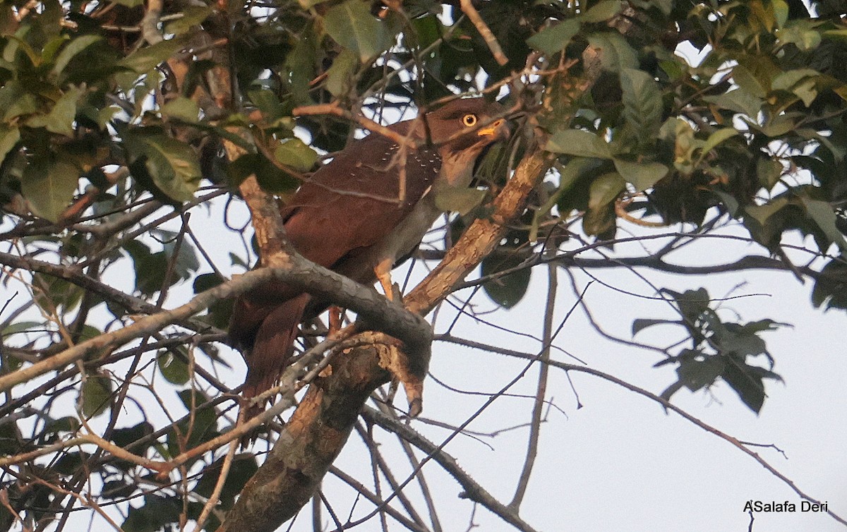Congo Snake-Eagle - ML640455040