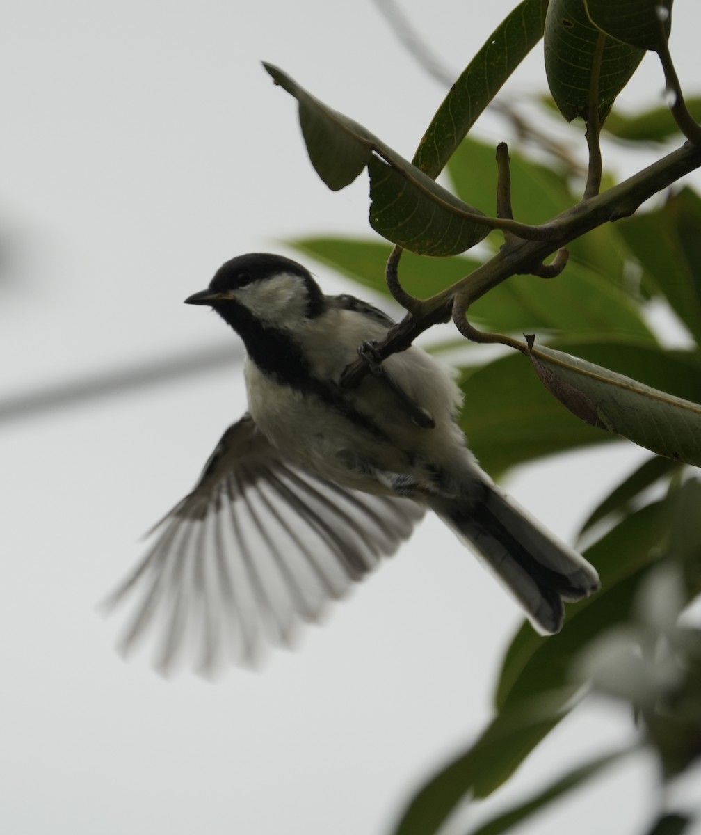 Asian Tit (Cinereous) - ML640455054