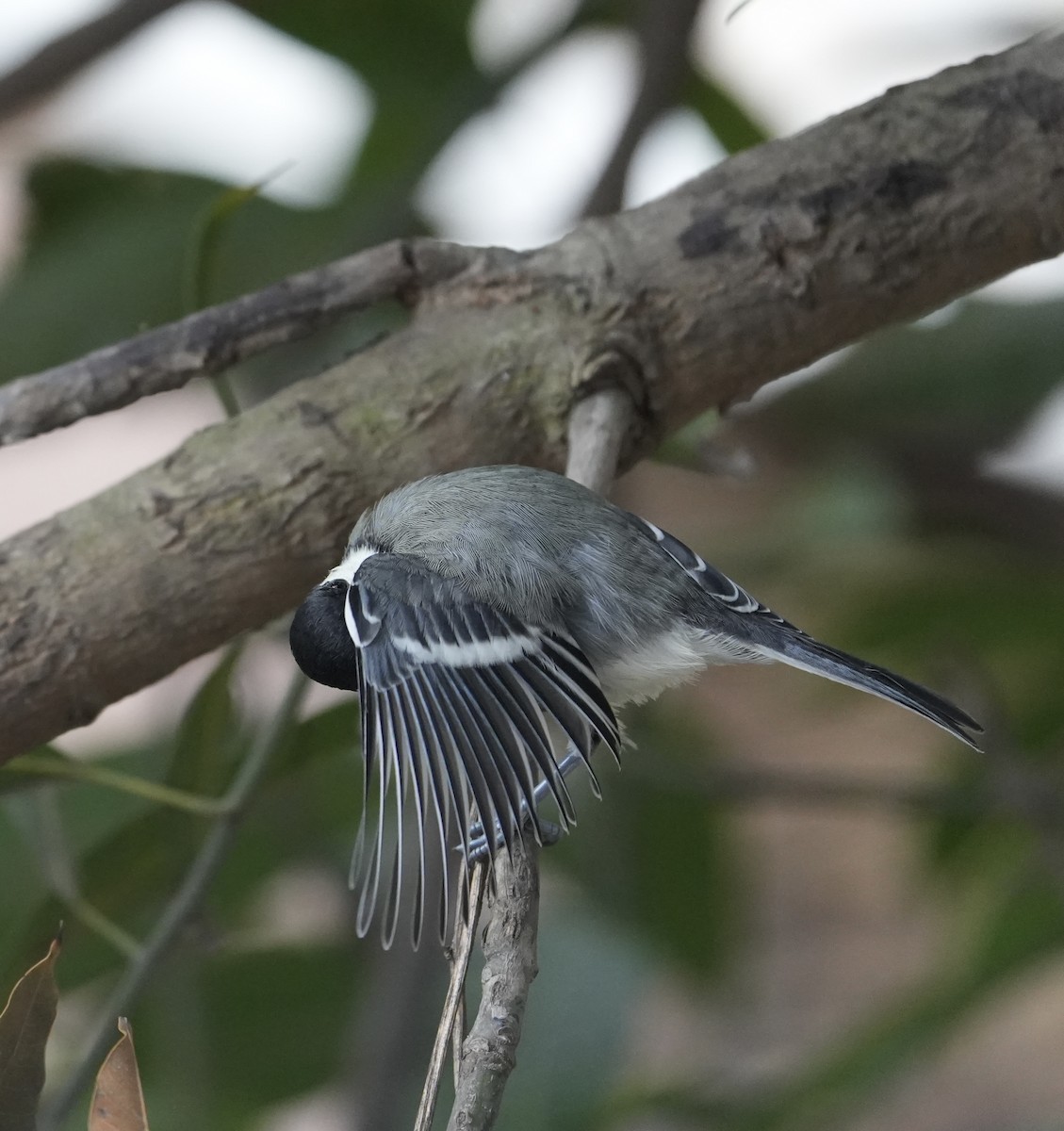 Asian Tit (Cinereous) - ML640455055