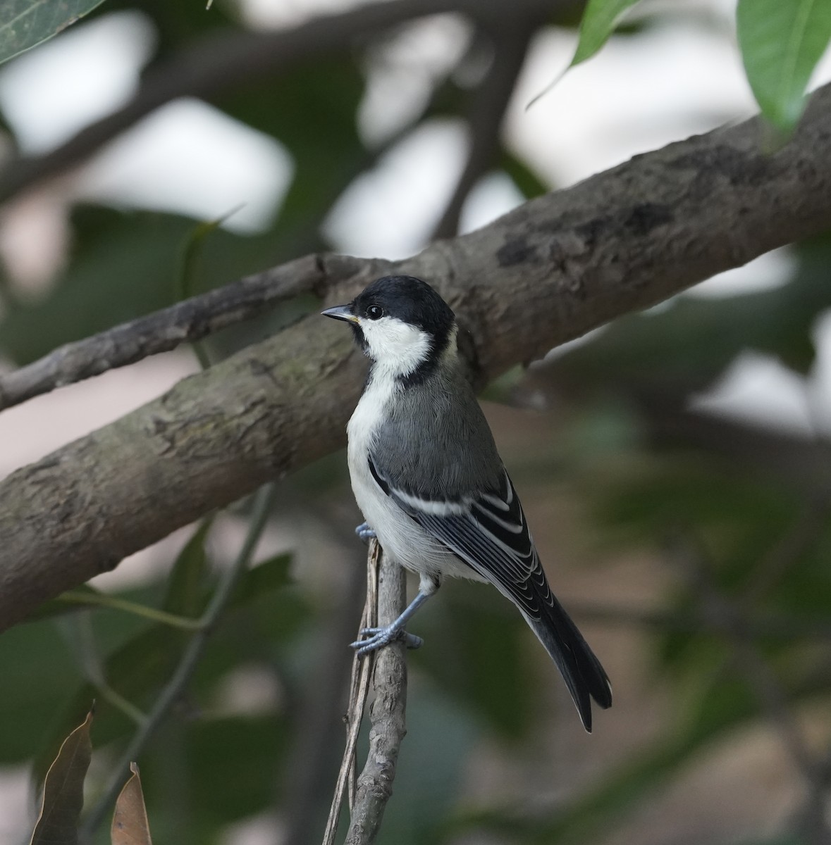 Asian Tit (Cinereous) - ML640455056