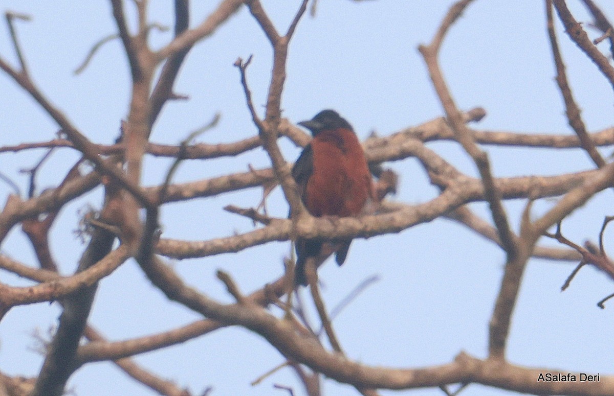 Yellow-mantled Weaver - ML640455057