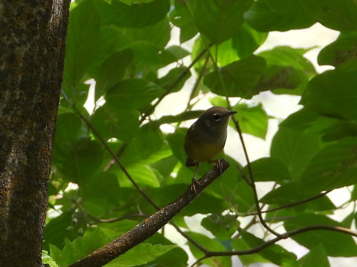 MacGillivray's Warbler - ML640455066