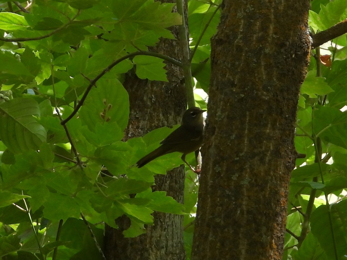 MacGillivray's Warbler - ML640455067