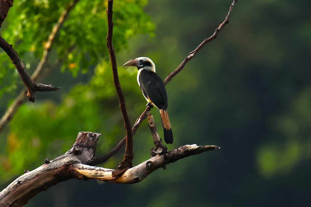 Mindoro Hornbill - ML640455084