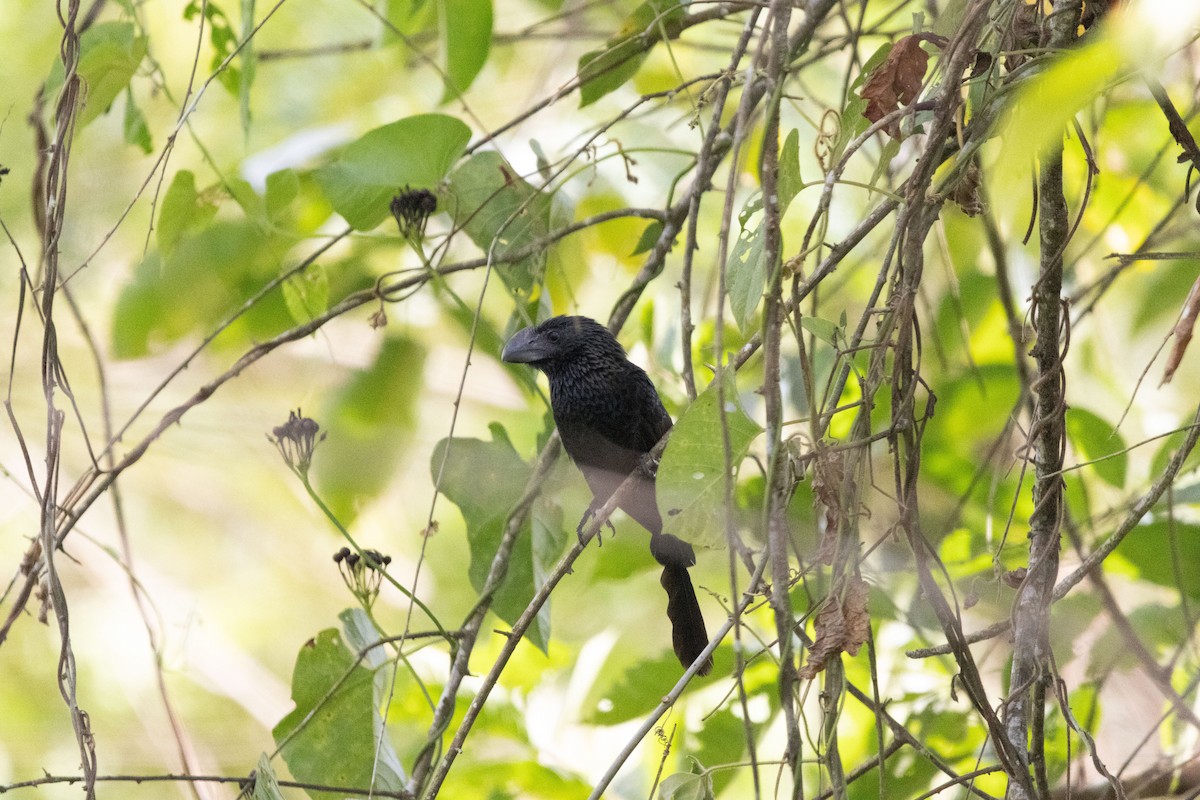 Smooth-billed Ani - ML640455091