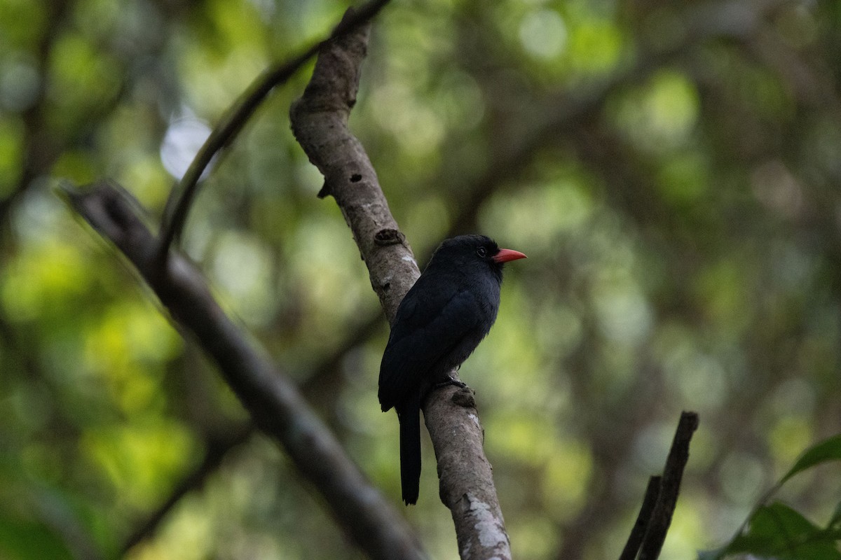 Black-fronted Nunbird - ML640455112