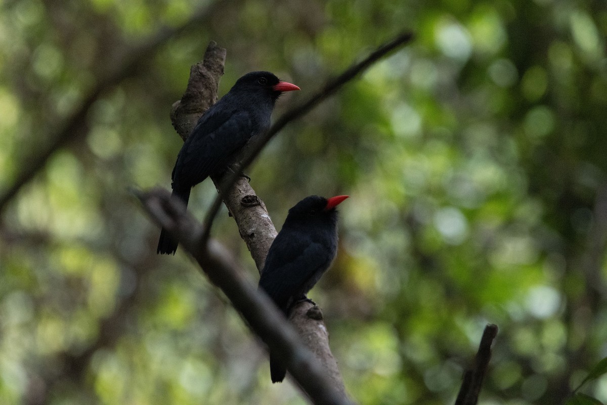 Black-fronted Nunbird - ML640455113