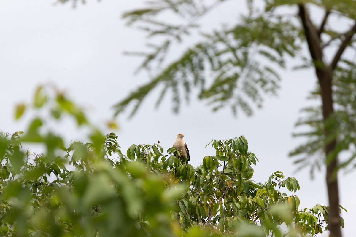 Yellow-headed Caracara - ML640455142