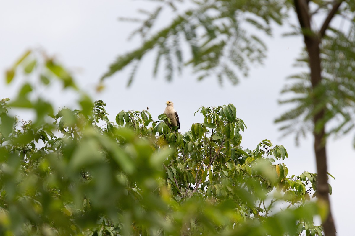 Yellow-headed Caracara - ML640455143