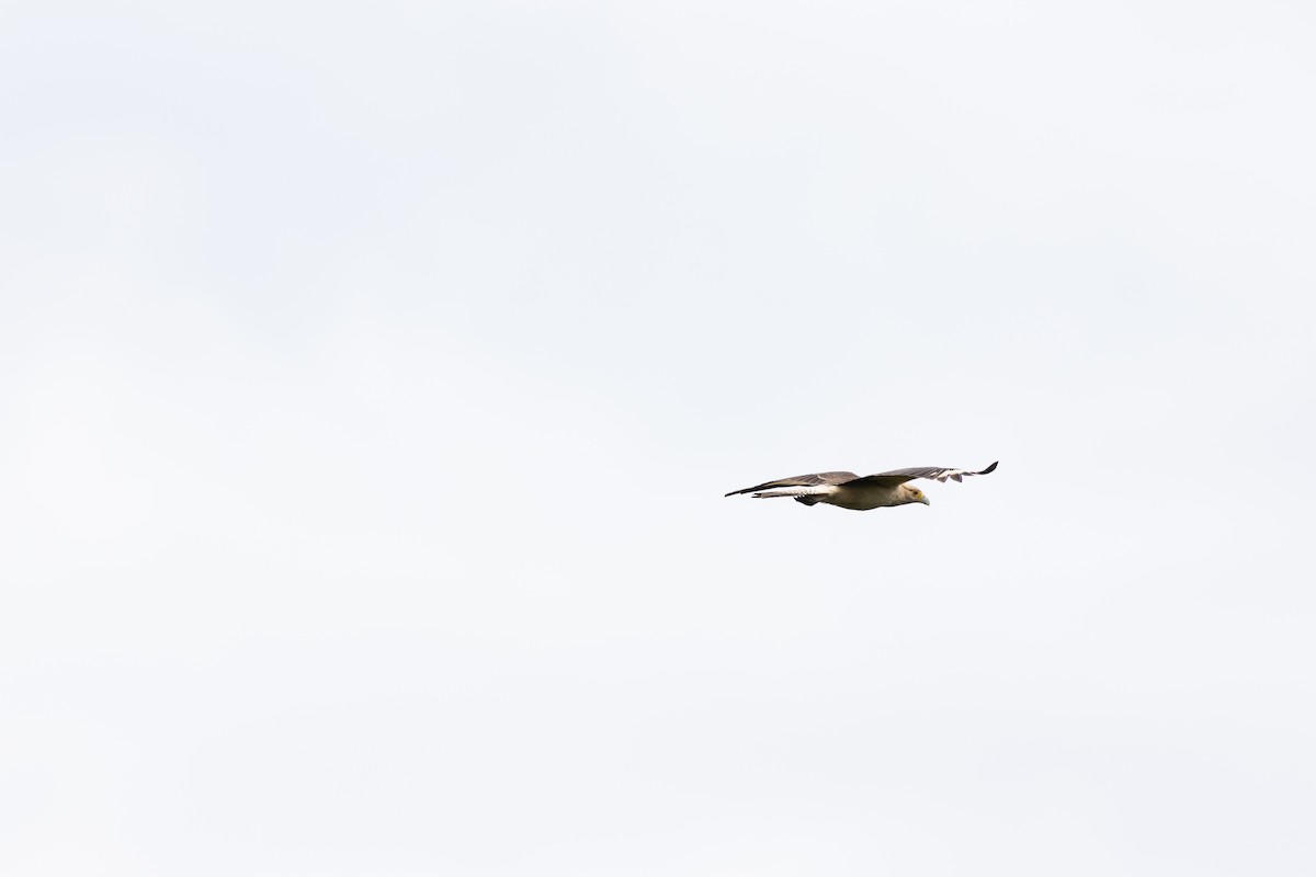 Yellow-headed Caracara - ML640455144