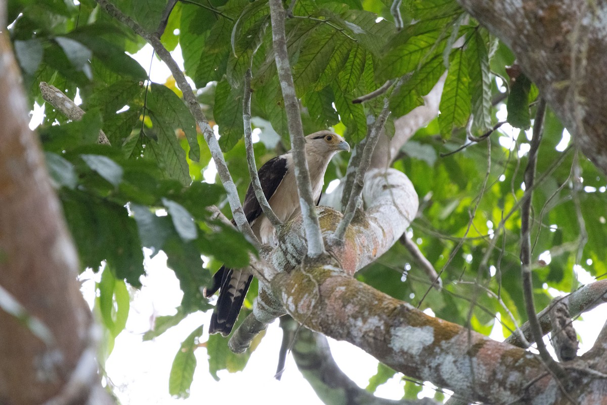 Yellow-headed Caracara - ML640455145