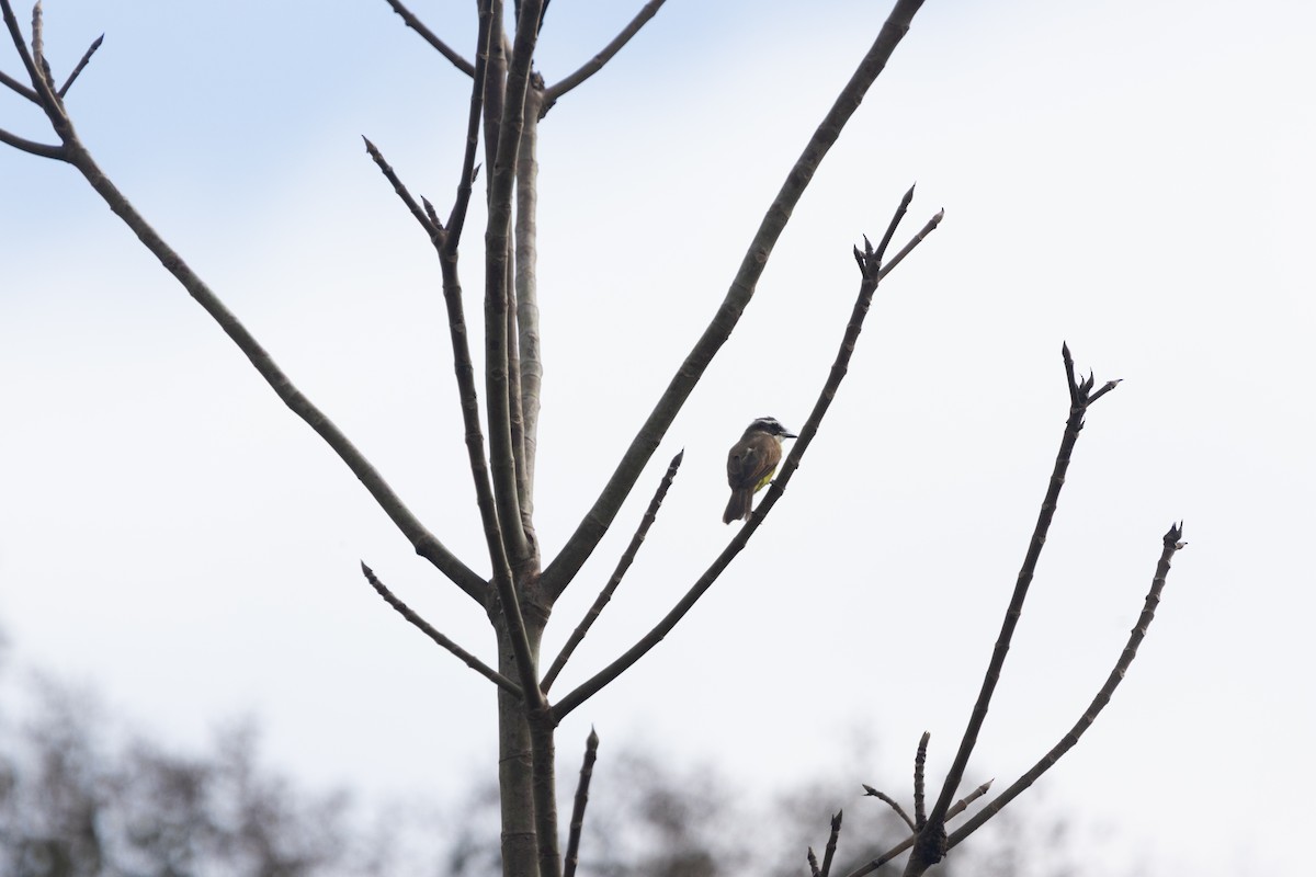 Great Kiskadee - ML640455157