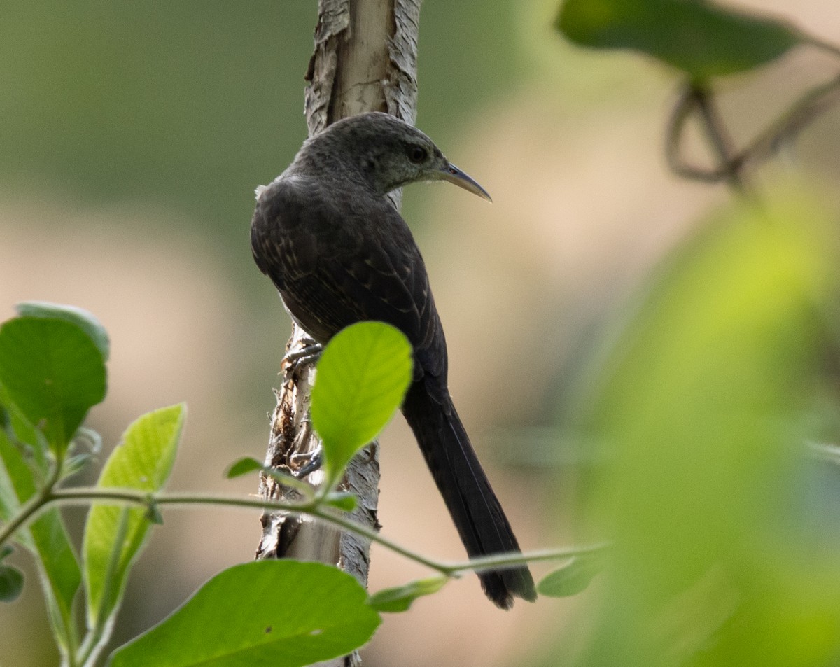 Thrush-like Wren - ML640455159