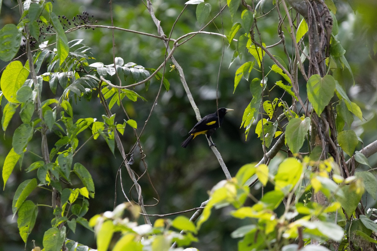 Yellow-rumped Cacique - ML640455172