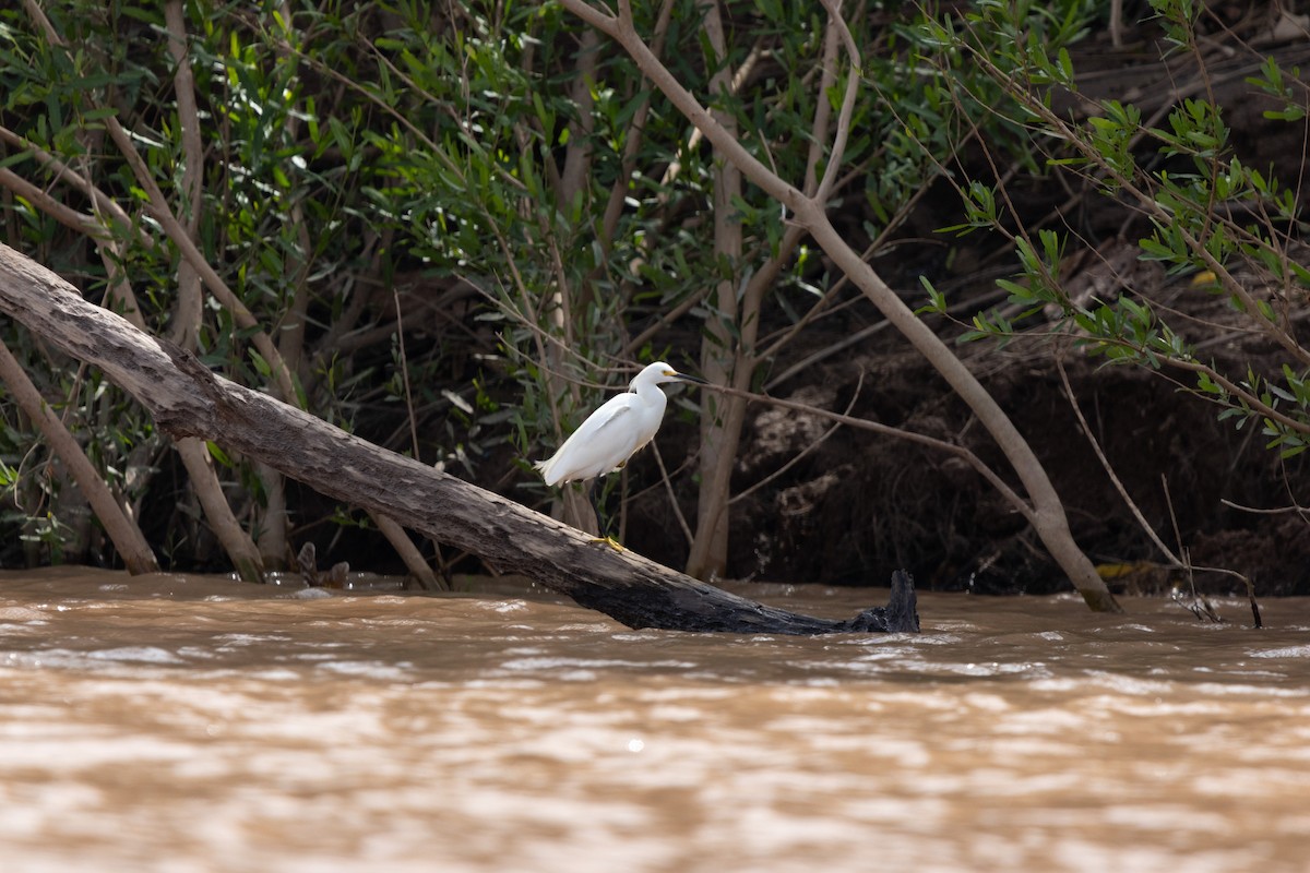Snowy Egret - ML640455203