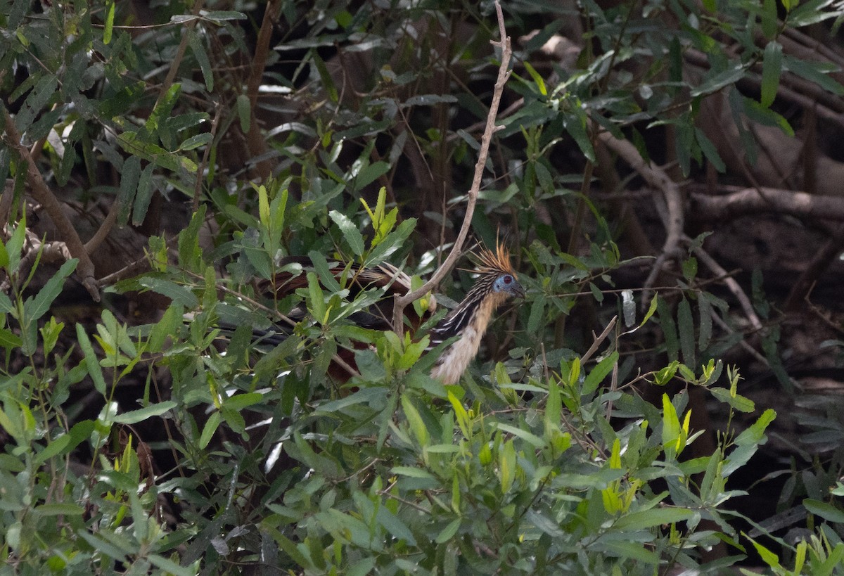 Hoatzin - ML640455226