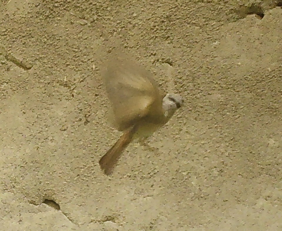 Averla isabellina (isabellinus) - ML640455287