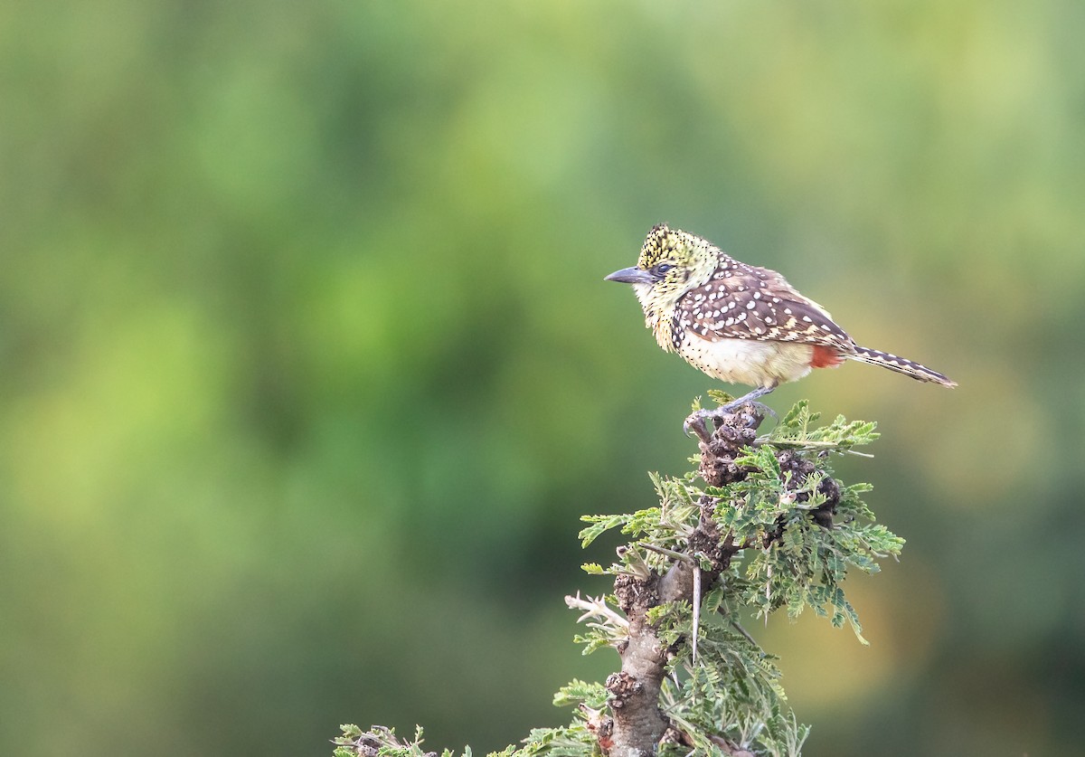 D'Arnaud's Barbet (Usambiro) - ML640455330