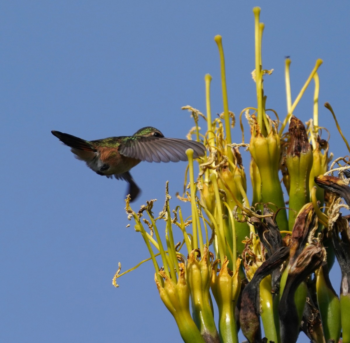 Beautiful Hummingbird - ML640455332