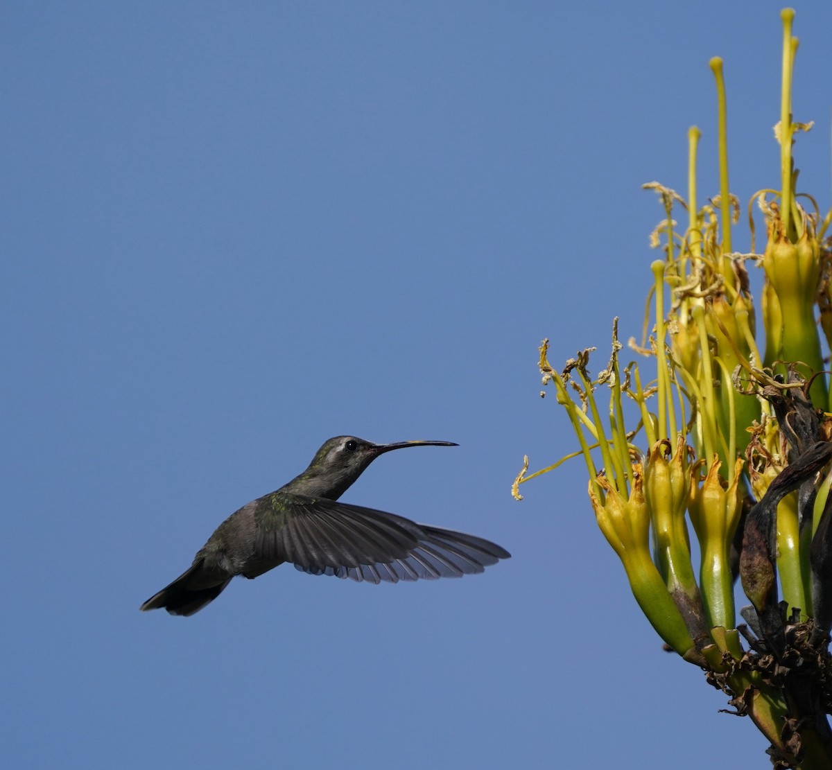 Dusky Hummingbird - ML640455343