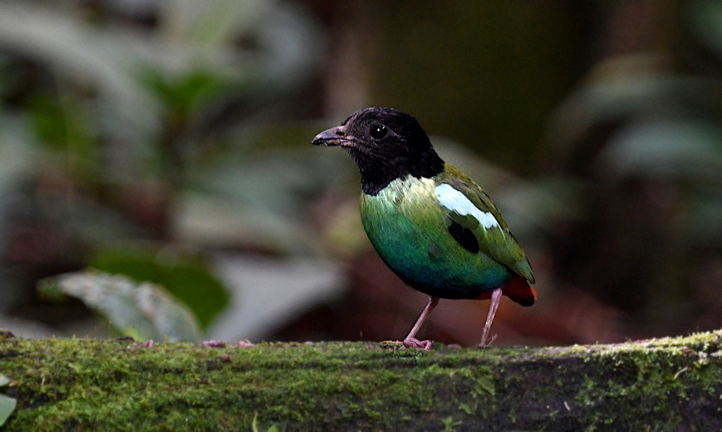 Eastern Hooded Pitta - ML640455355