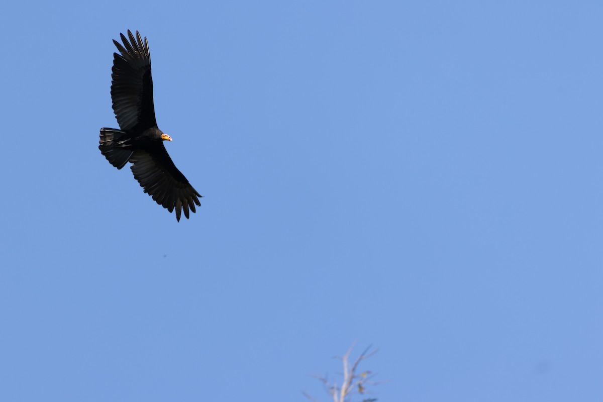 Lesser Yellow-headed Vulture - ML640455362