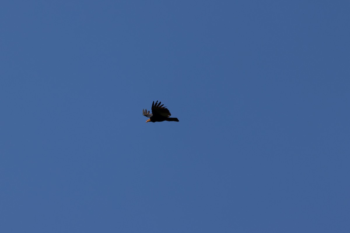 Lesser Yellow-headed Vulture - ML640455365
