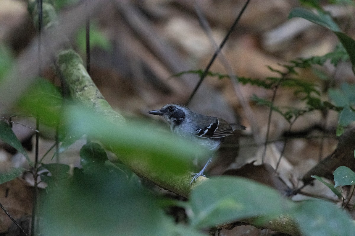 Black-faced Antbird - ML640455385