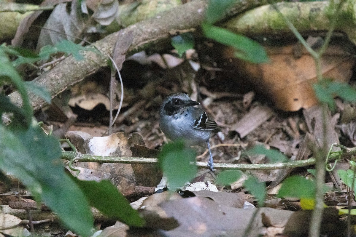 Black-faced Antbird - ML640455386