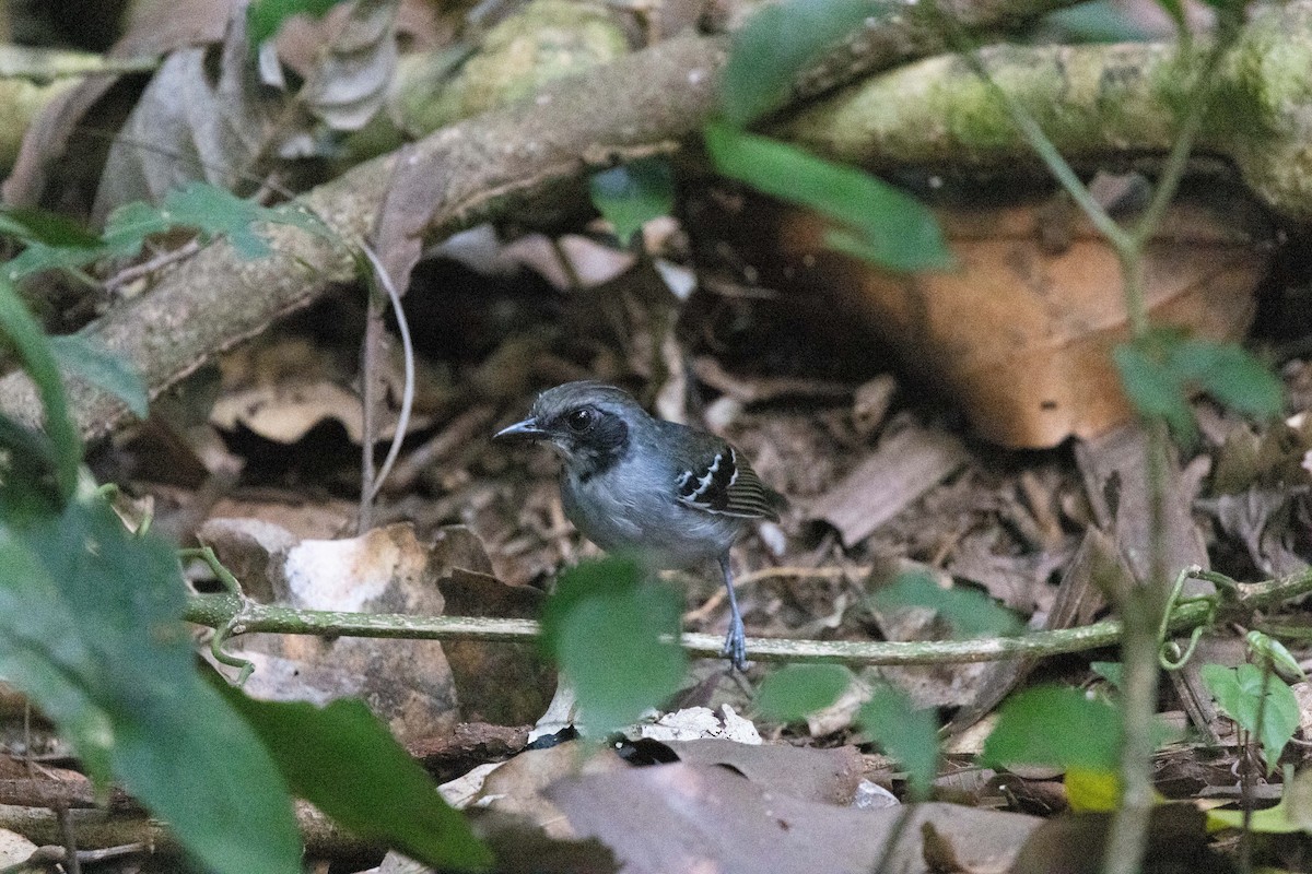 Black-faced Antbird - ML640455387