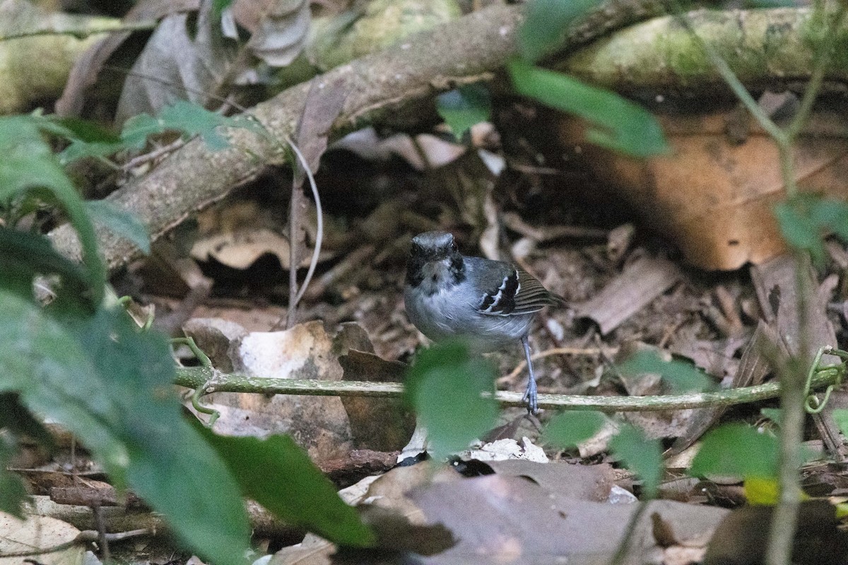 Black-faced Antbird - ML640455388