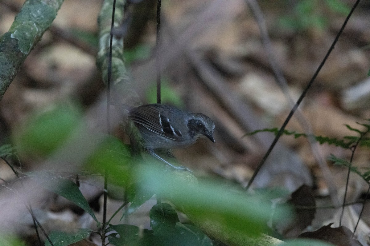 Black-faced Antbird - ML640455389