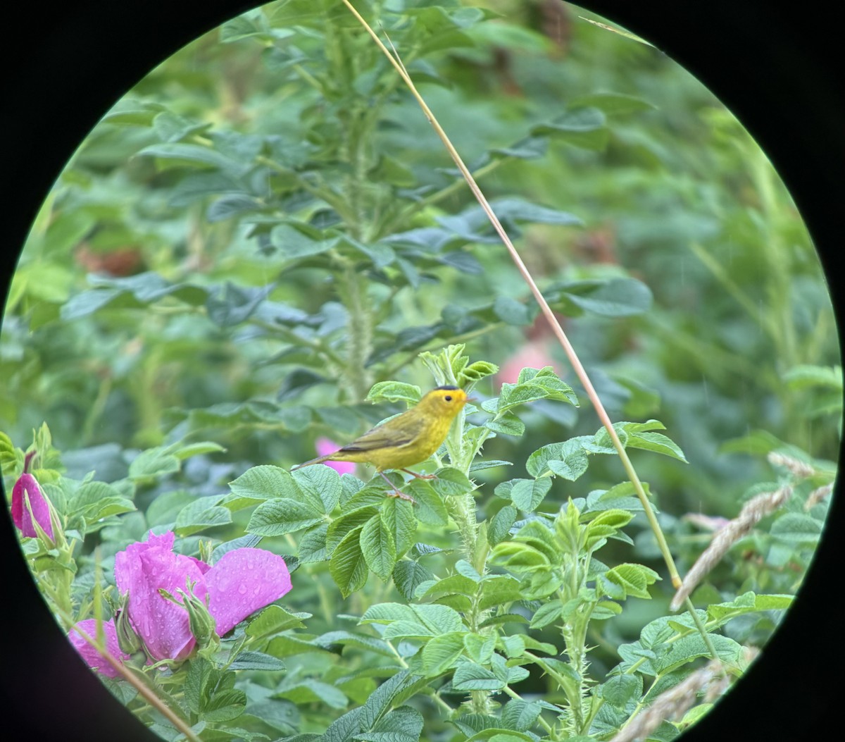 Wilson's Warbler - ML640455420