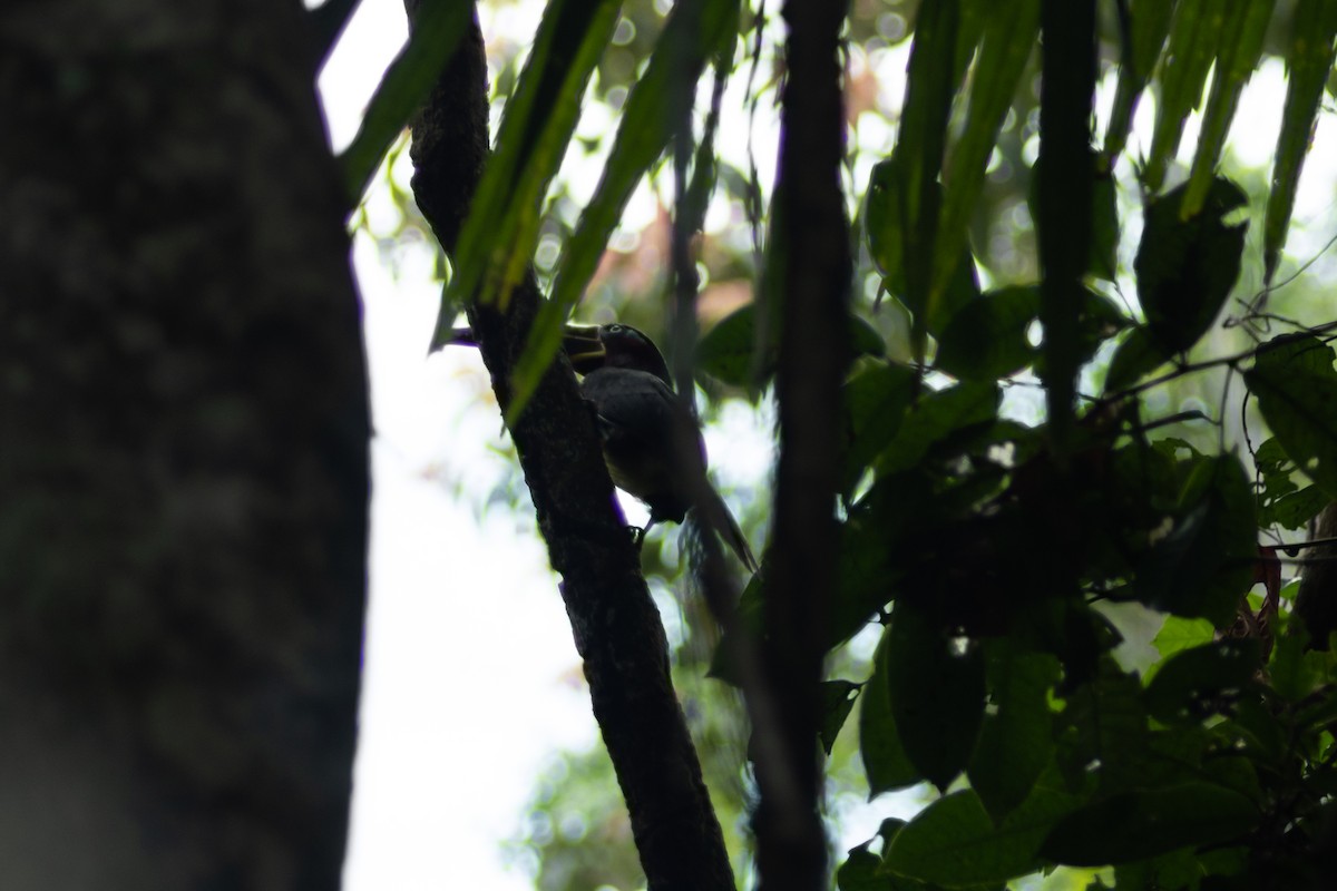 Chestnut-eared Aracari - ML640455450