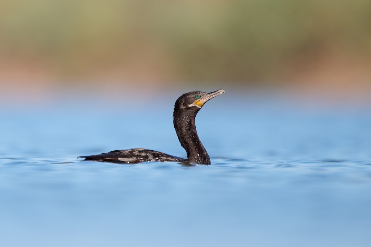 Neotropic Cormorant - ML640455463