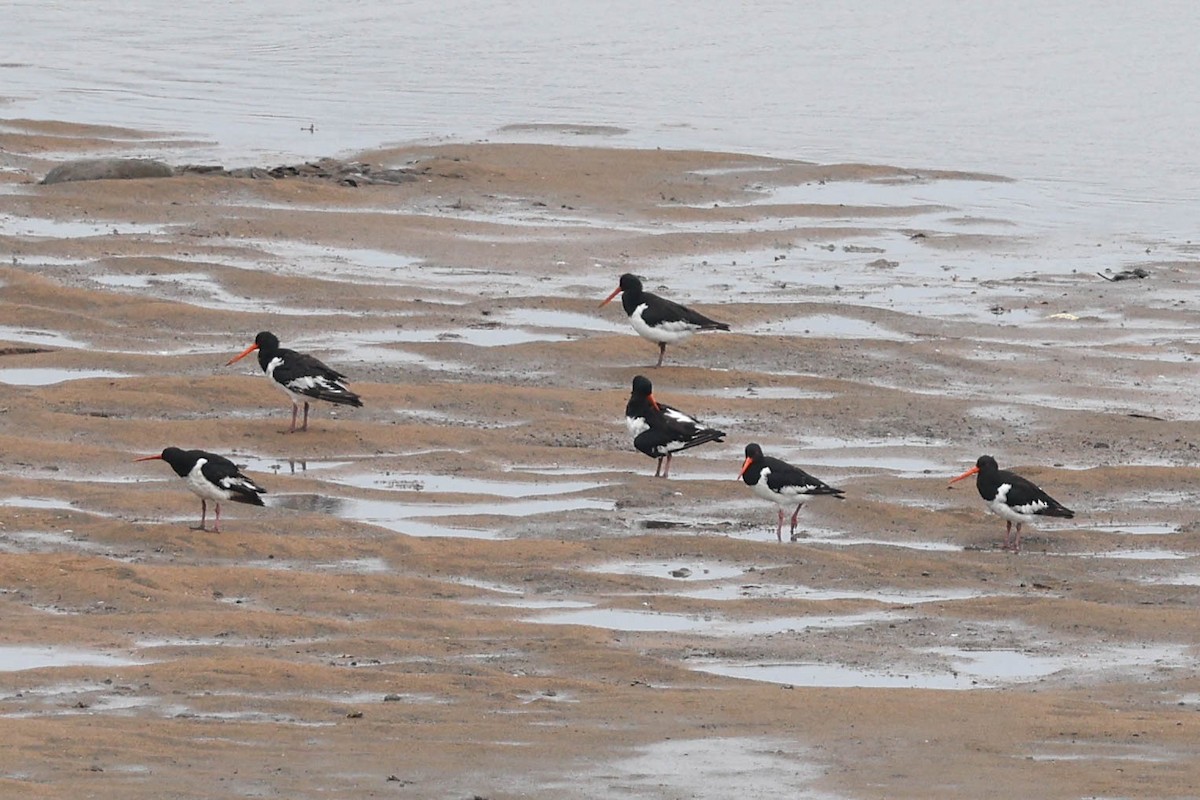 Eurasian Oystercatcher (Far Eastern) - ML640455520