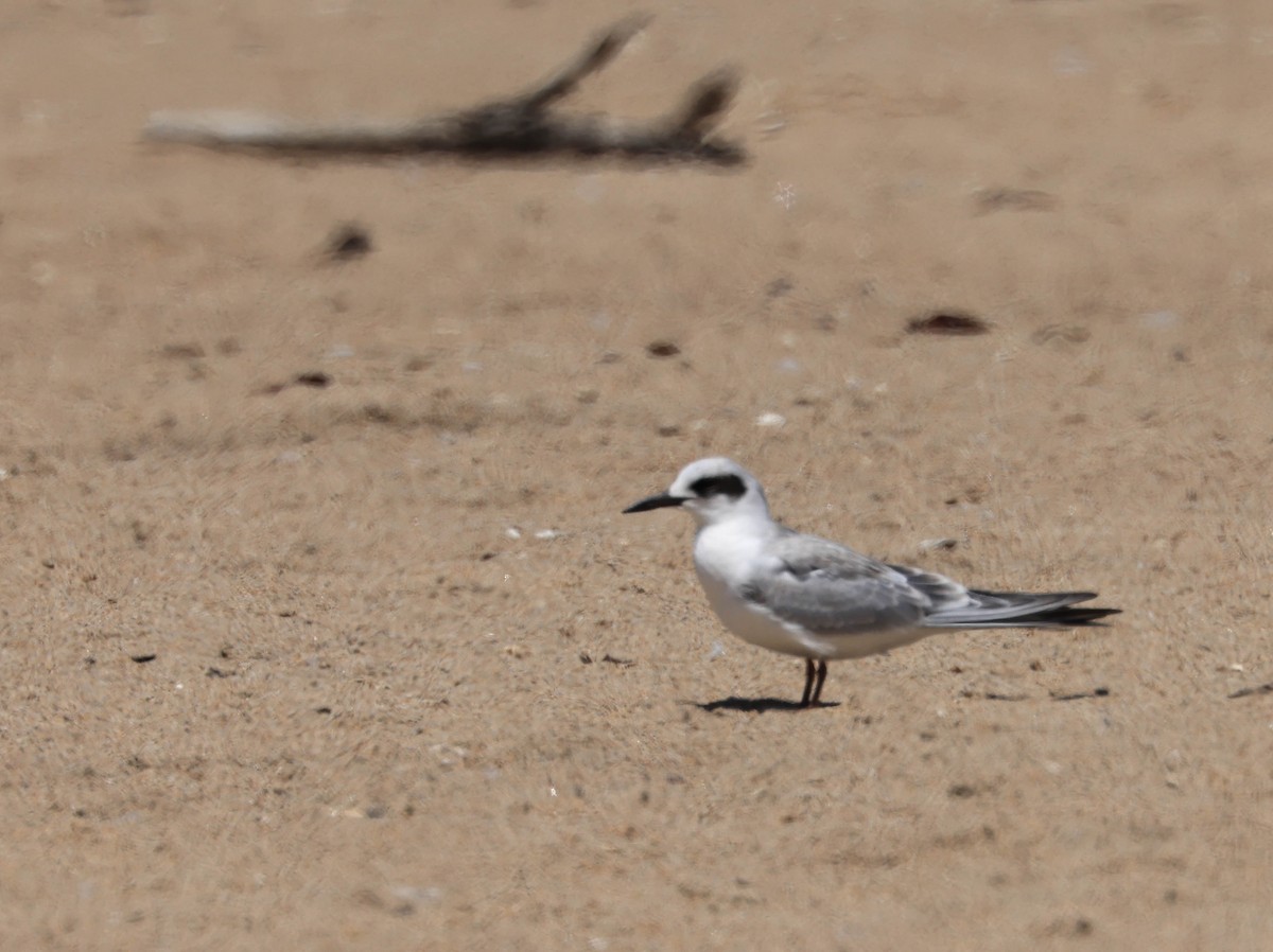 Forster's Tern - ML640455546