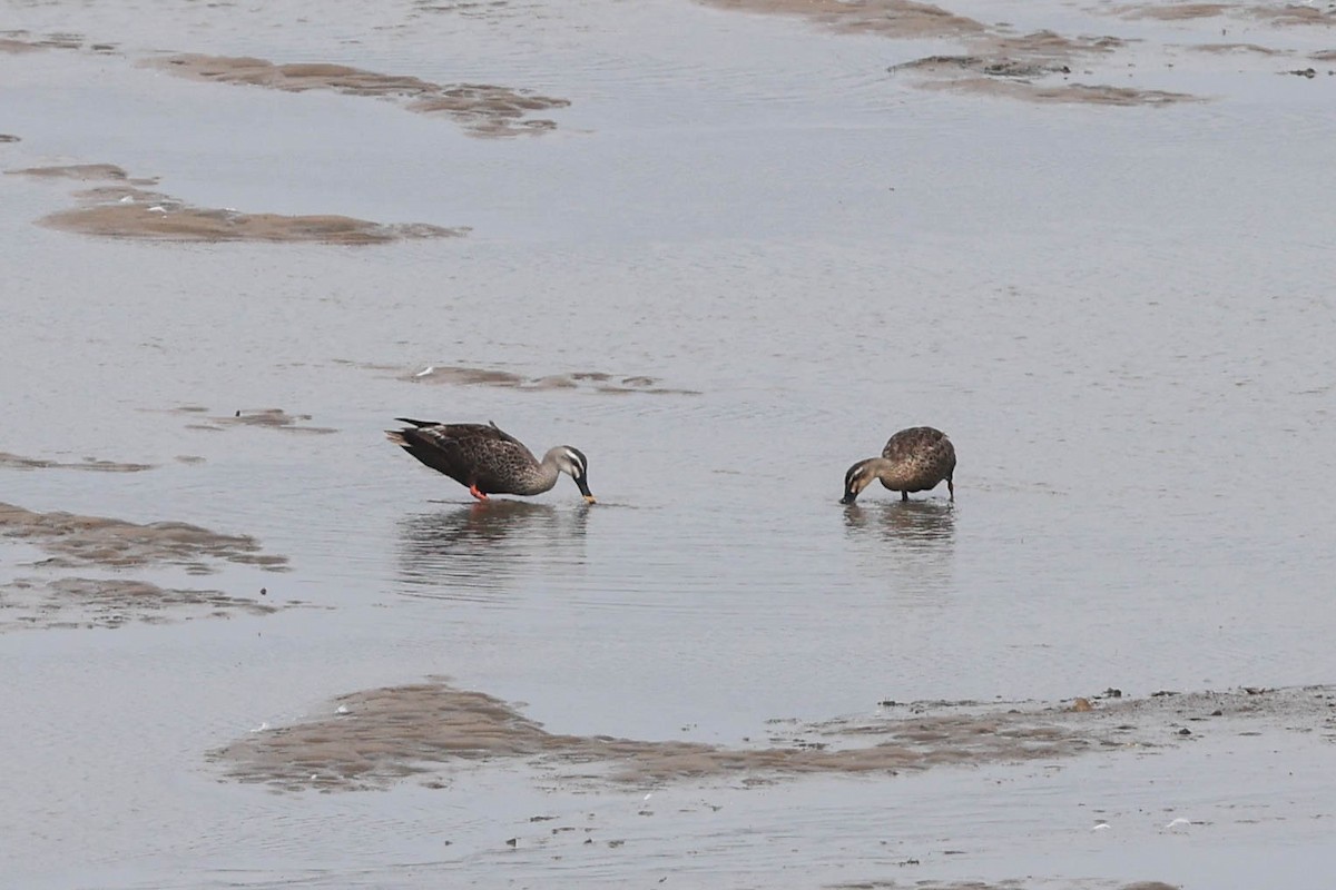 Зэрлэгшир нугас - ML640455566